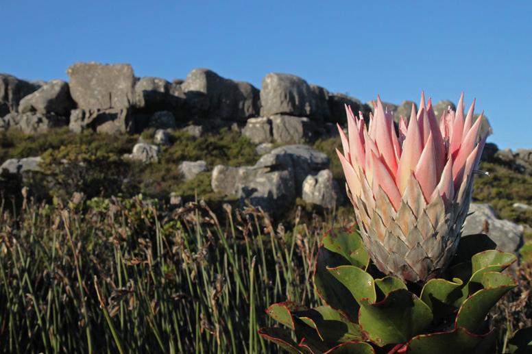 protea